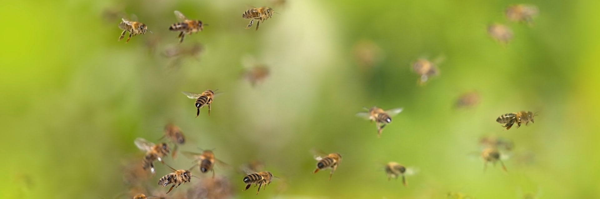EduWireDaily — Eaten, used as taxis and vomited up: how bees support other animals
