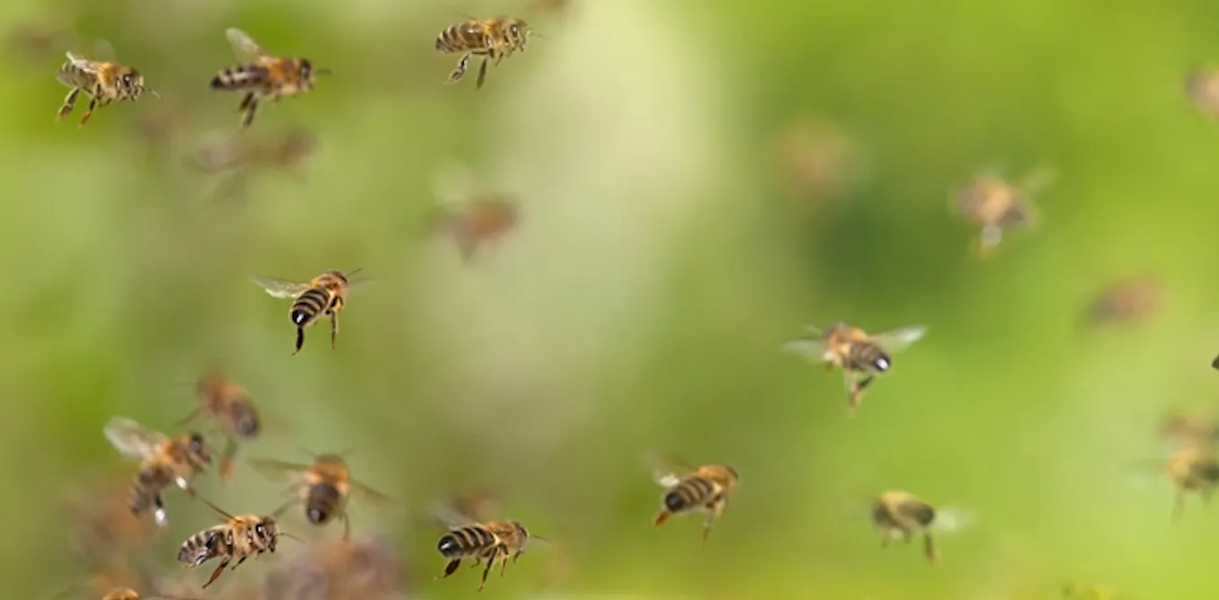 EduWireDaily — Eaten, used as taxis and vomited up: how bees support other animals