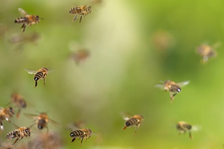 Bees flying towards a hive.