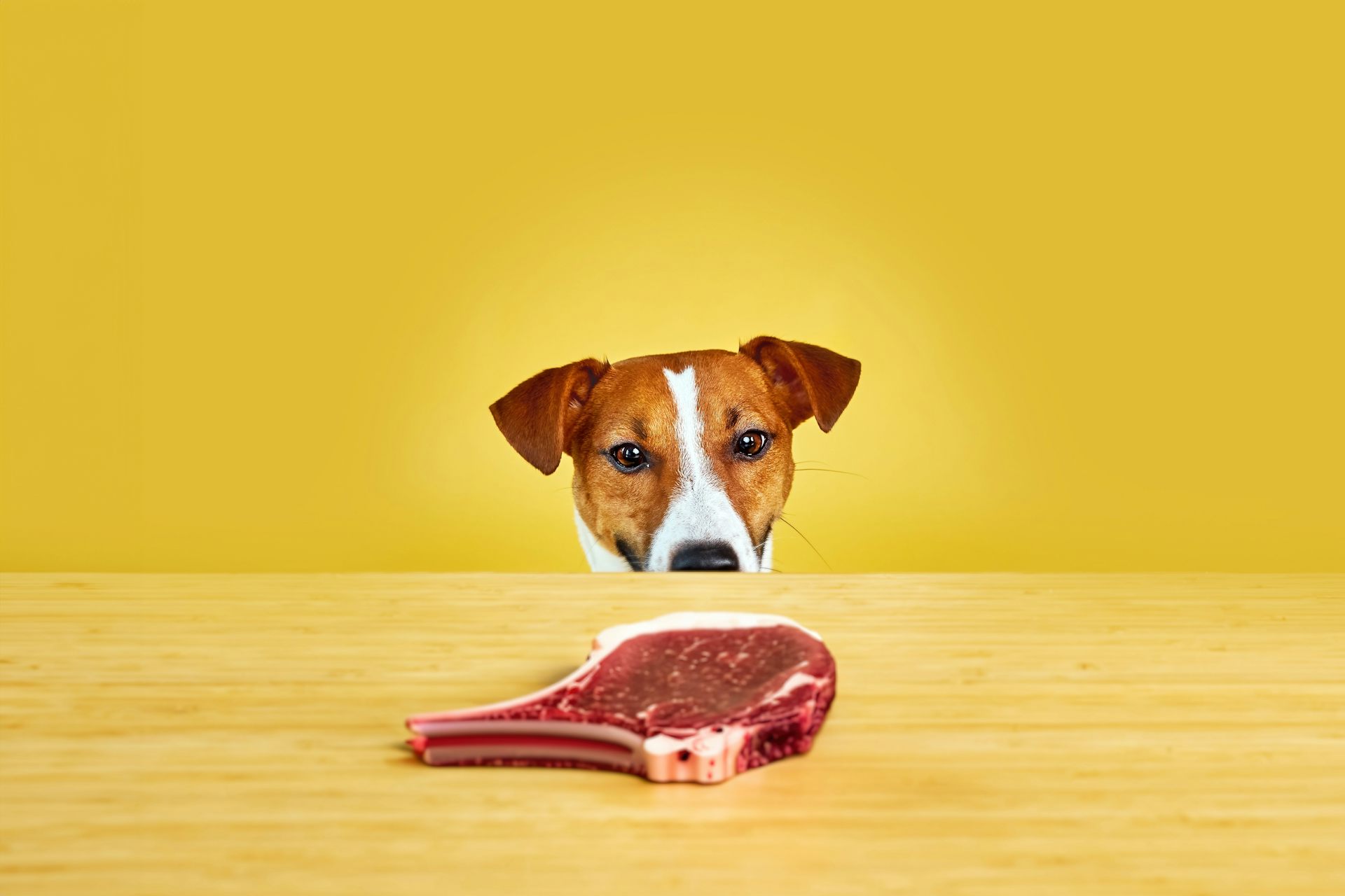 Un perro mira un bistec encima de la mesa.