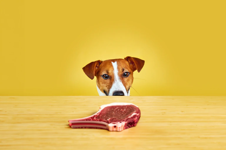 Un perro mira un bistec encima de la mesa.
