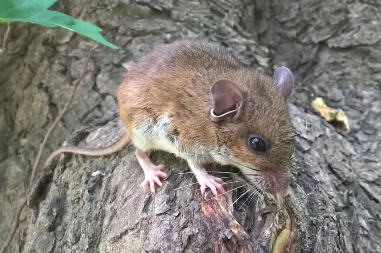 A small brown rodent on tree bark