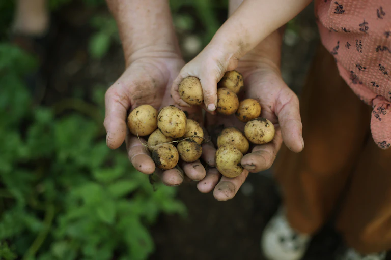 Close-up of an adult and child's hands, holding freshly harvested potatoes.