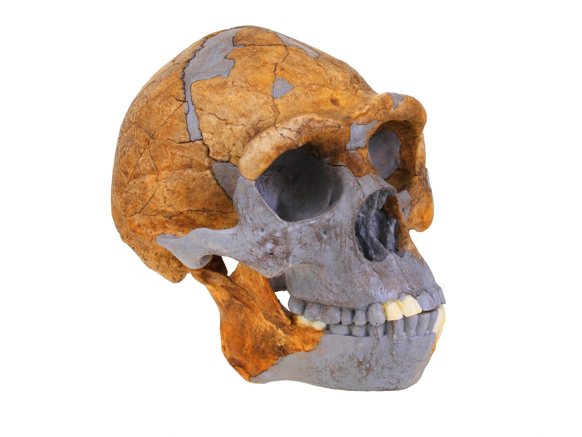 Ancient tooth proteins suggest ‘Homo erectus’ may have left a genetic legacy in people today - The Conversation image