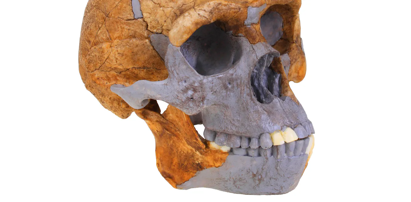 Ancient tooth proteins suggest ‘Homo erectus’ may have left a genetic legacy in people today - The Conversation image