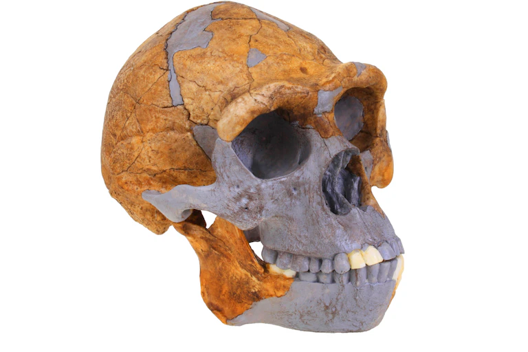 Replica of the Homo erectus specimen known as 'Peking Man'.
