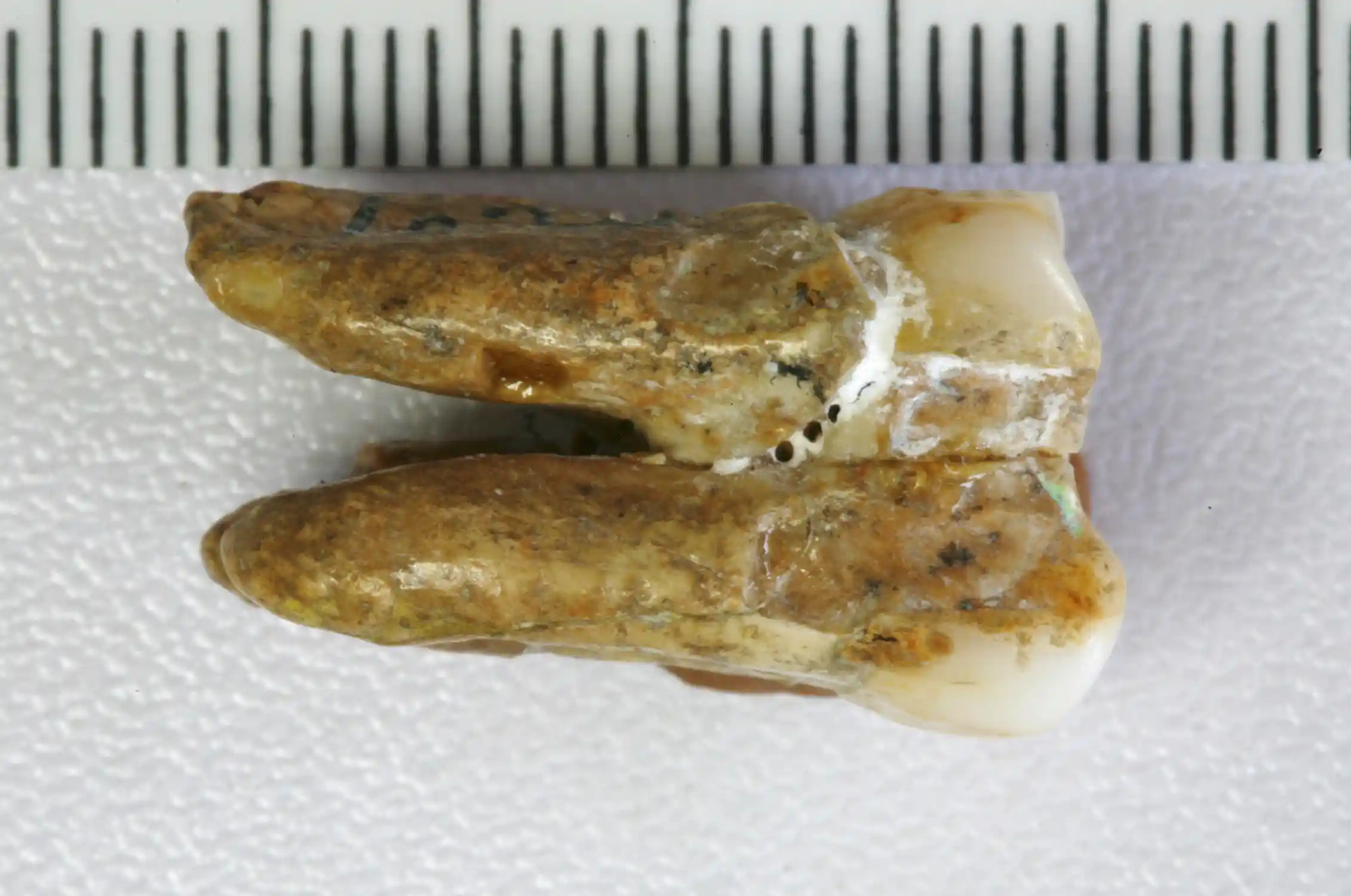 A tooth from the Zhoukoudian site that was used in the analysis.