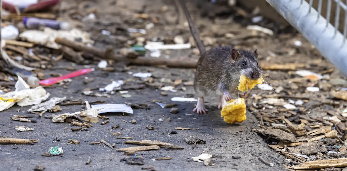 EduWireDaily — Hantavirus in Africa: why climate change, rats and weak surveillance are worrying scientists