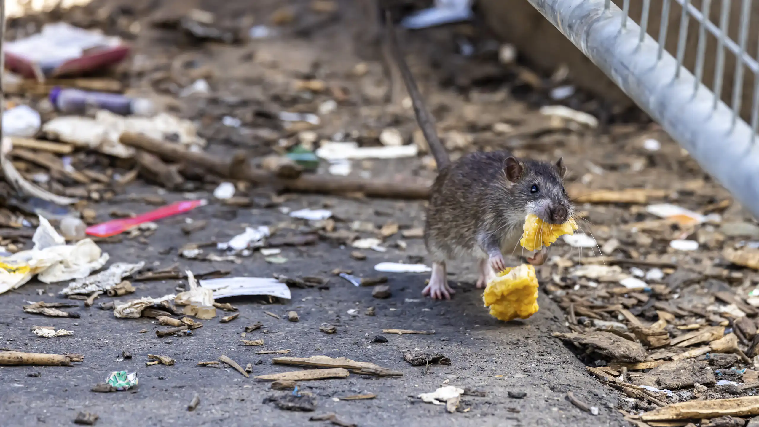 A rat in eating some food on what appears to be a dirty pavement