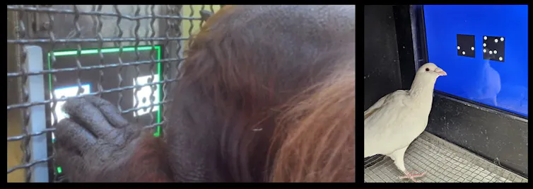 Orangutan reaches fingers through fencing toward a computer screen; white bird faces a blue computer screen.