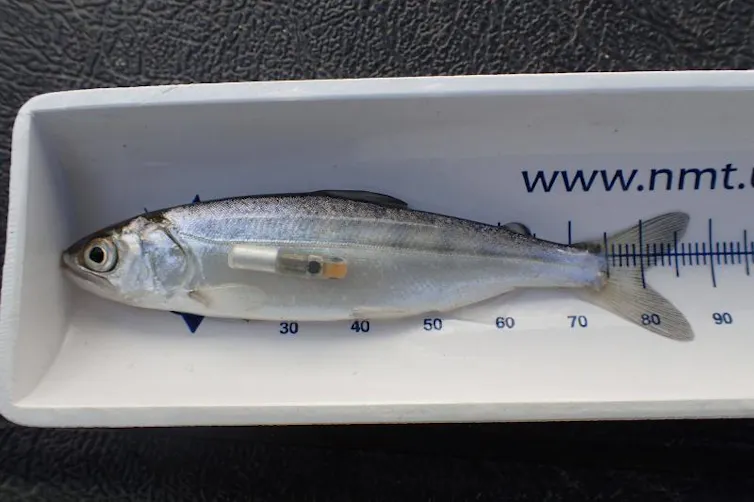 La pesquería de salmón de California está reabriendo después de que una caída demográfica provocara un cierre de tres años, pero eso no significa que todo esté bien 1 file 20260517 63 s5o1b1.jpg?ixlib=rb 4.1