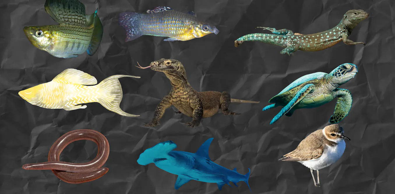 EduWireDaily — Asexual lizards, virgin births and clones – the all-female species of the animal kingdom