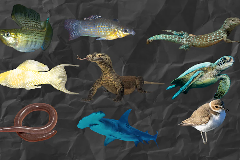 A collage of all-female animal groups.