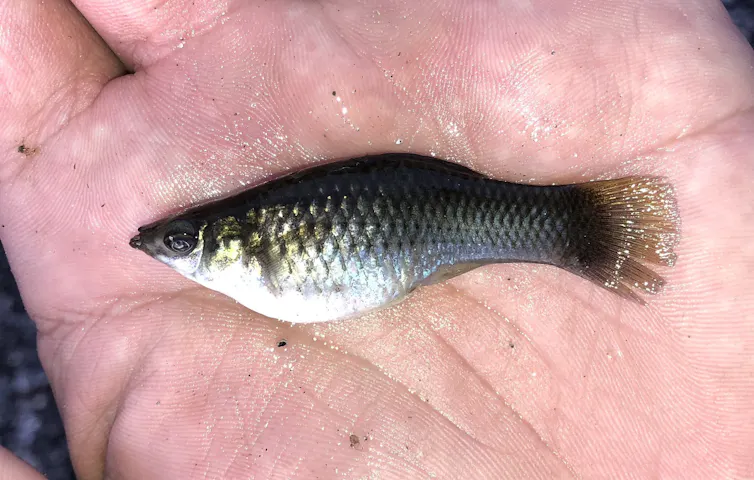 Small fish in palm of a human hand.