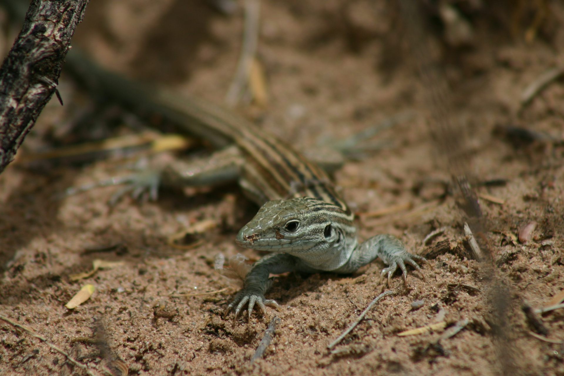 Small striped lizard on sandy ground