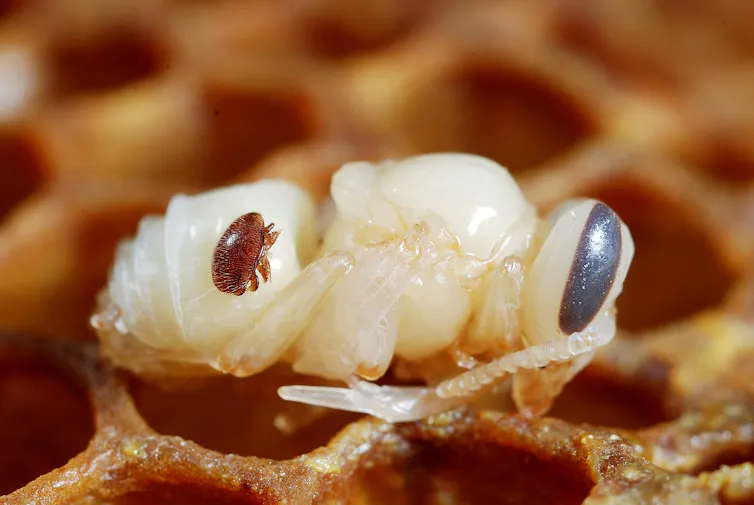 Una pequeña varroa sobre el cuerpo de una pupa de abeja de color blanco sobre un panal