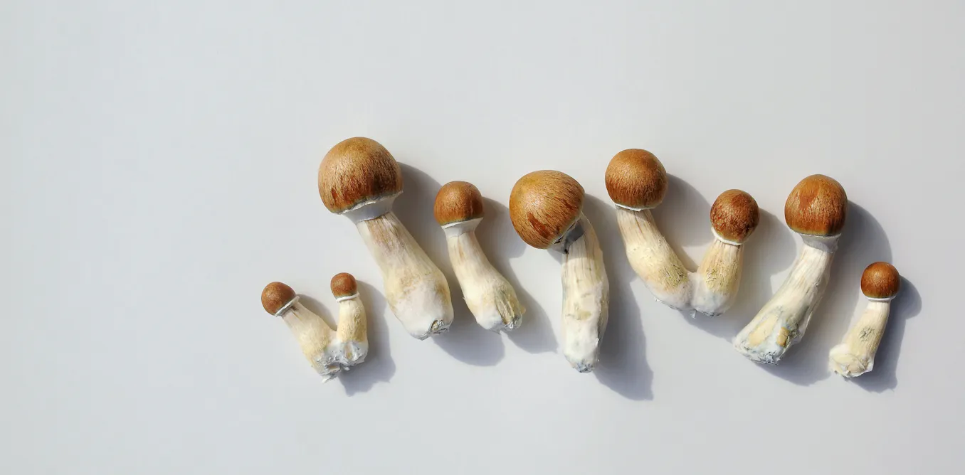 EduWireDaily — A single dose of psilocybin eased depression symptoms for months, our study found