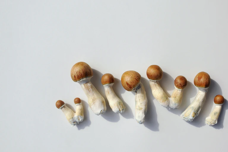 A row of psilocybin mushrooms.