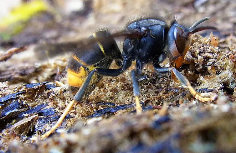 Una avispa asiática sobre madera
