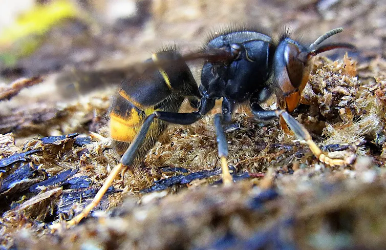 Una avispa asiática sobre madera