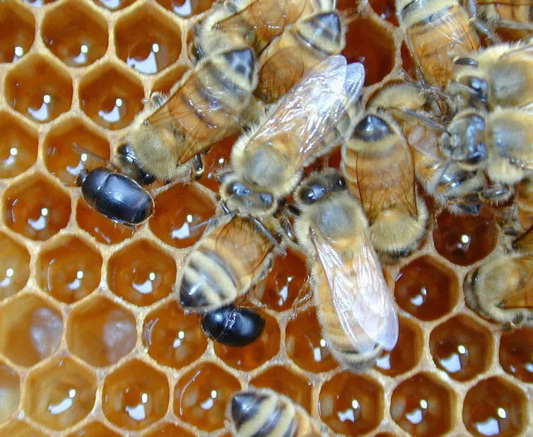 Dos escarabajos rodeados de abejas sobre un panal