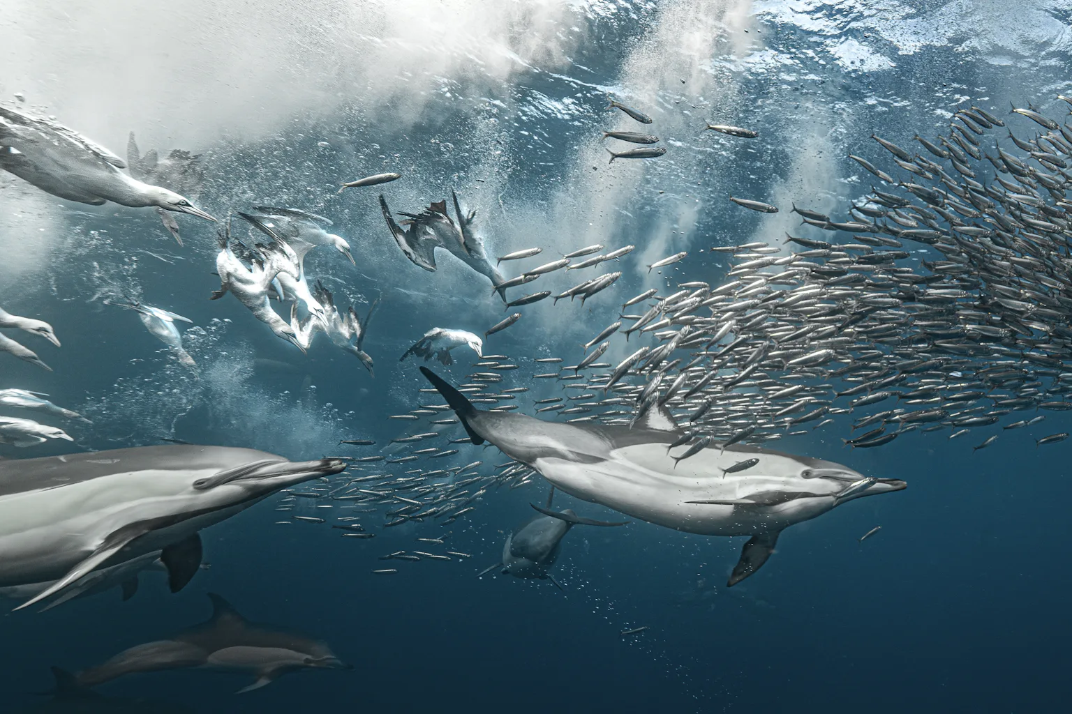 Fish can pass Pfas safety limits one chemical at a time, but cocktail ...
