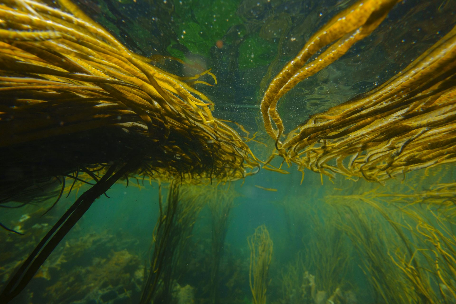 underwater green yellow seaweeds