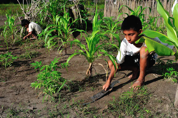 Nice mysteries of archaeology: an historical Amazonian global printed from the sky 5 Indigenous planting in Peru