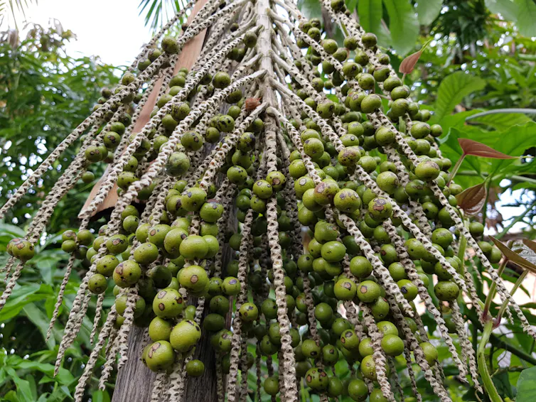 Acai palm