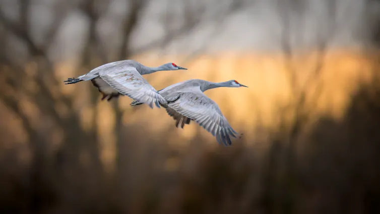 two white cranes fly side-by-side at sunrise
