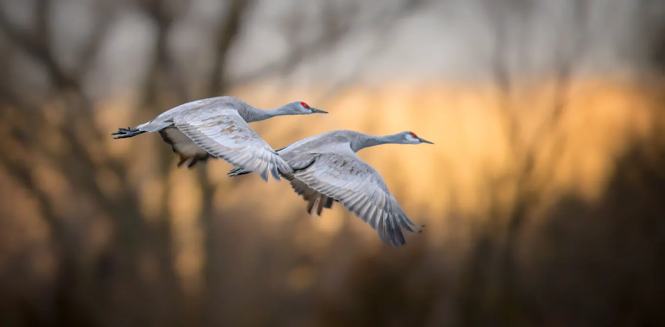 Climate change means an earlier spring, which can be disorienting and threatening for migrating birds Climate change means an earlier spring, which can be disorienting and threatening for migrating birds