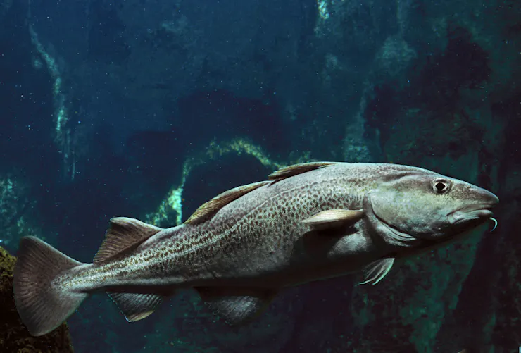 A fish swims through water.