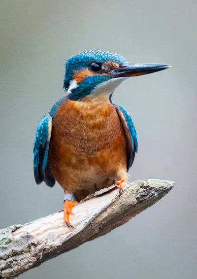 A brightly colored bird with a specially shaped beak.