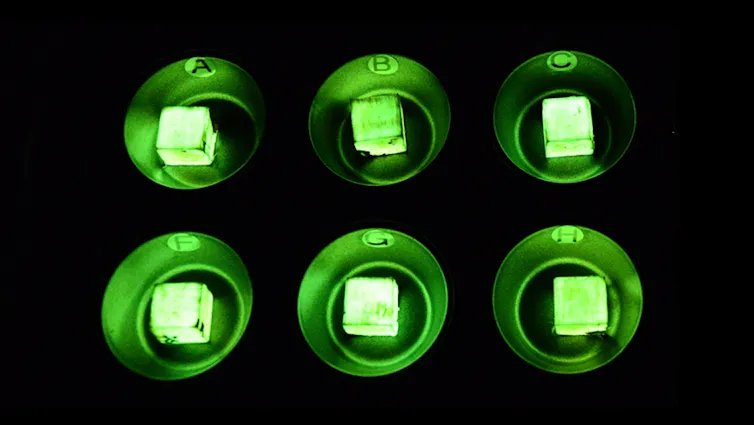 Hongos que dan luz: una solución viva al consumo energético 3 file 20260518 57 7mdv7d.jpg?ixlib=rb 4.1