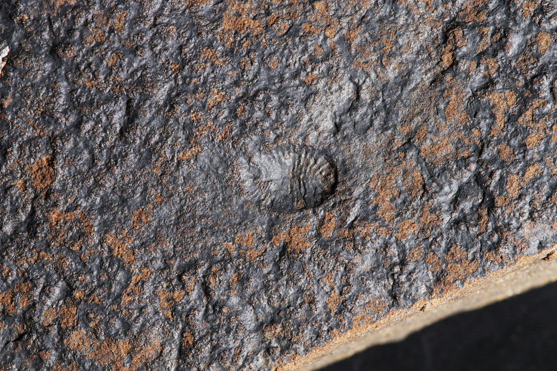 Rare 567-million-year-old fossils refine our understanding of early animal evolution