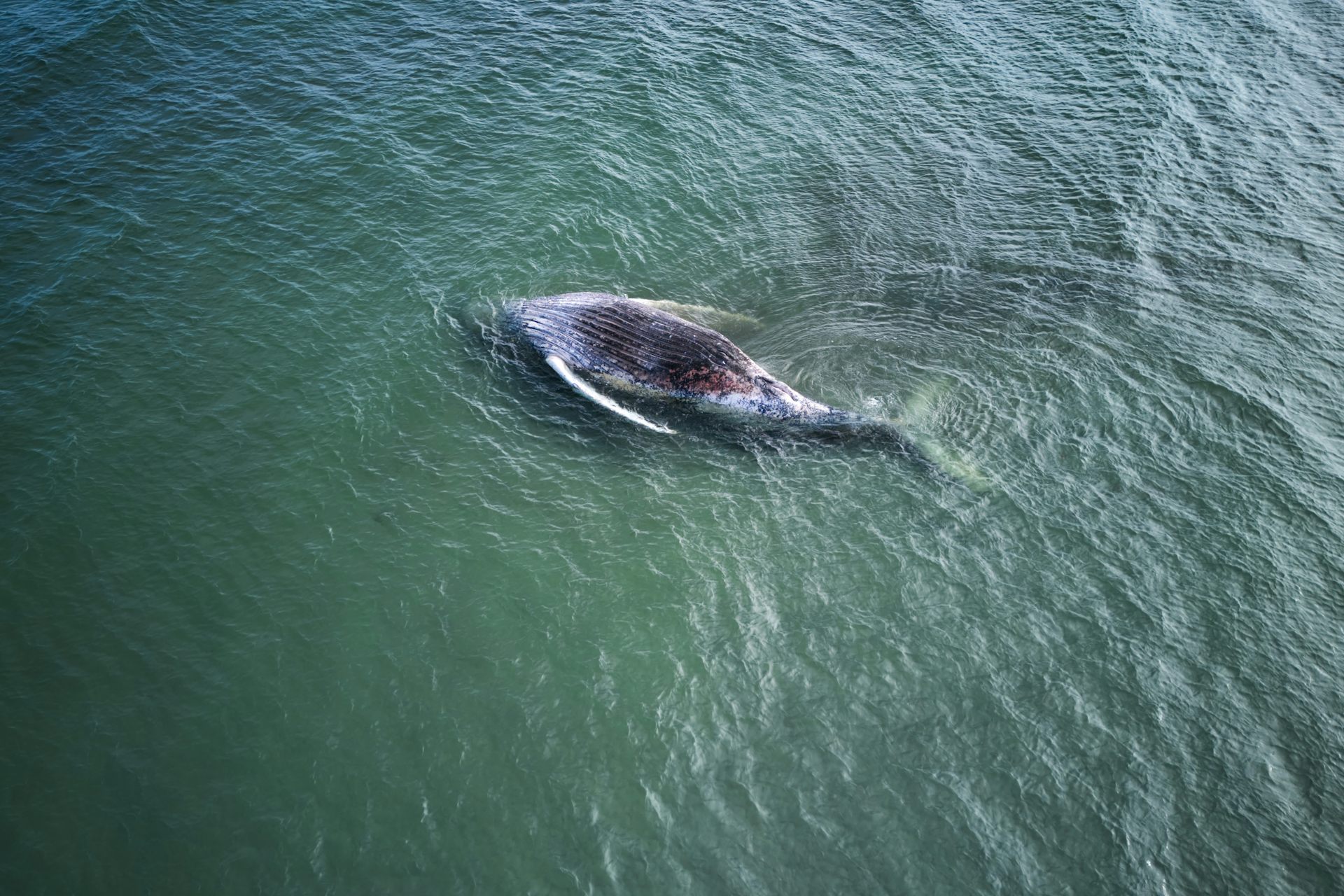 Timmy the stranded whale is dead. Please, let’s put animal welfare first and human emotion second