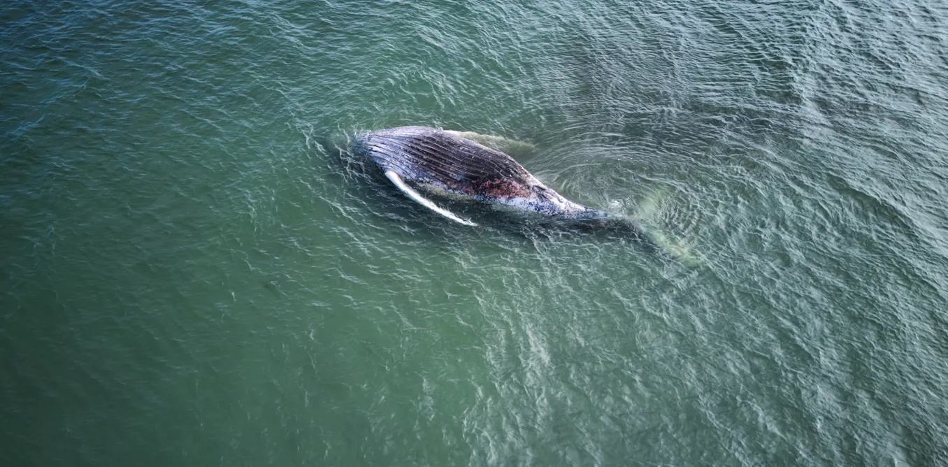 EduWireDaily — Timmy the stranded whale is dead. Please, let’s put animal welfare first and human emotion second