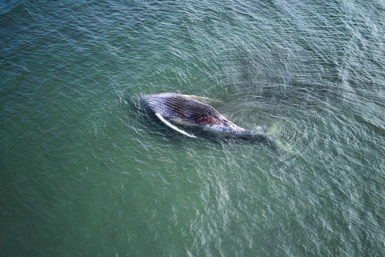 A dead whale floats in a blue-green sea