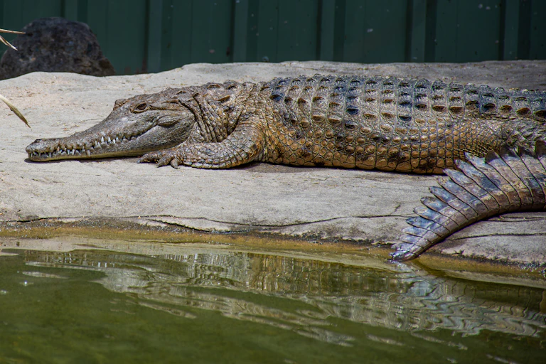 A huge crocodile lying on land next to water