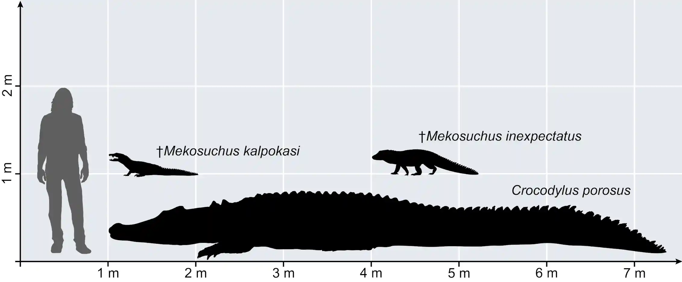 Diagram showing relative sizes of a human, a huge crocodile, and two small crocodiles.