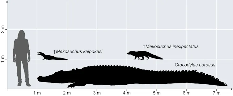 Diagram showing relative sizes of a human, a huge crocodile, and two small crocodiles.