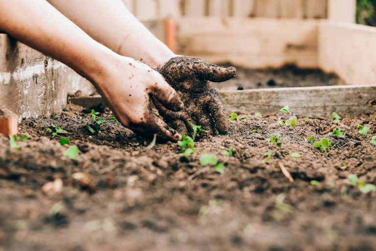Un gros plan sur deux mains enfoncées dans la terre d'un jardin.
