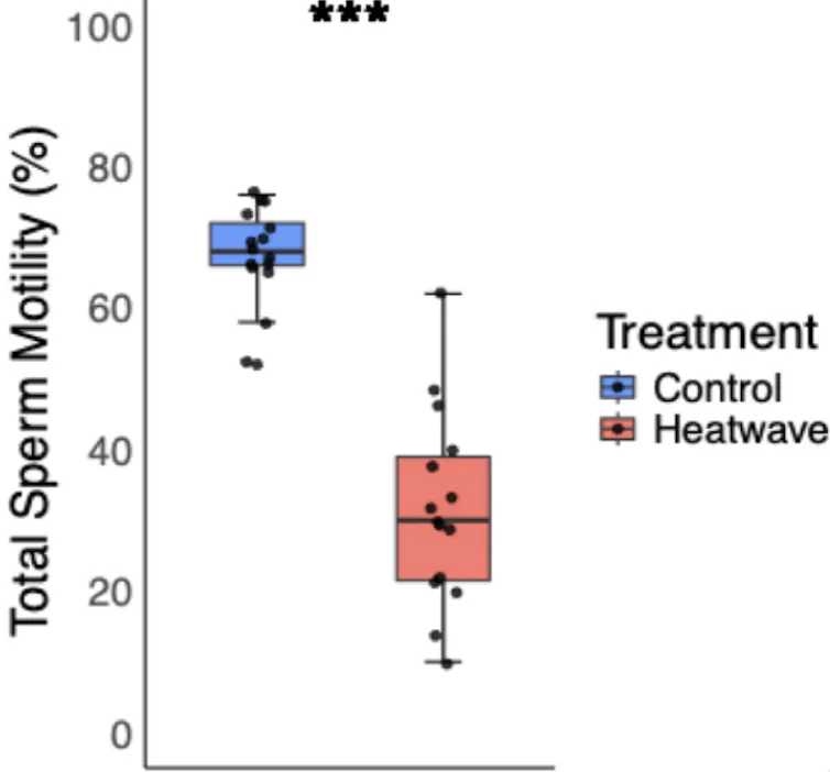 Graph showing a 50% reduction in sperm motility in the heatwave group compared to the control group.