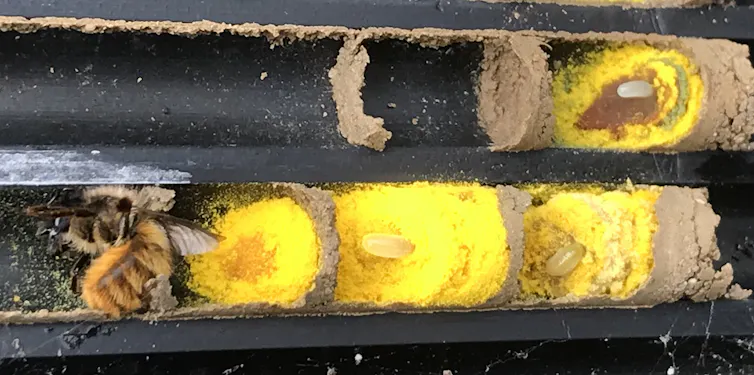 Female red mason bee adding pollen to her nest. The sealed cells behind her are completed with eggs, and the larvae will hatch out and eat the pollen
