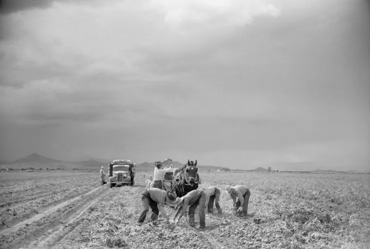 A black and white photo of a field with people picking potatoes and loading them into a horse drawn carriage.