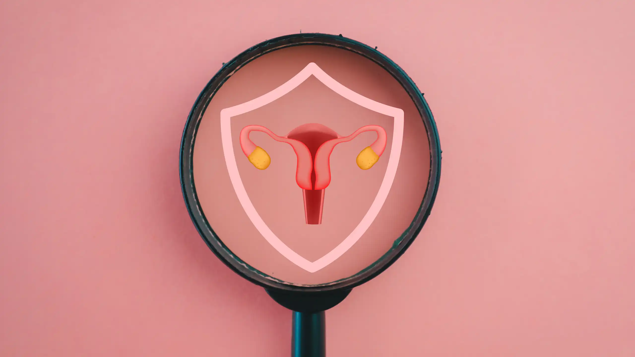Une loupe permettant de voir en gros plan les organes reproducteurs féminins.