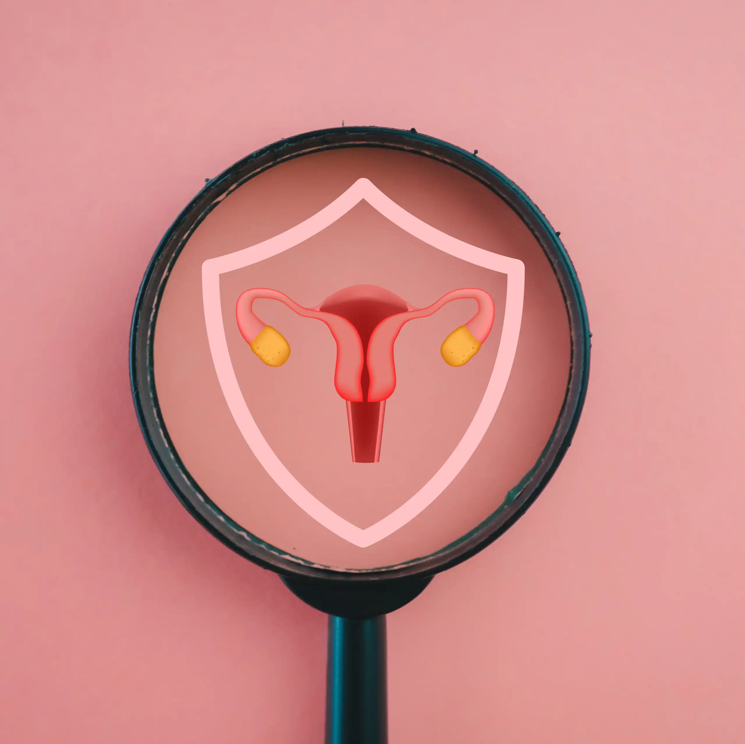Une loupe permettant de voir en gros plan les organes reproducteurs féminins.