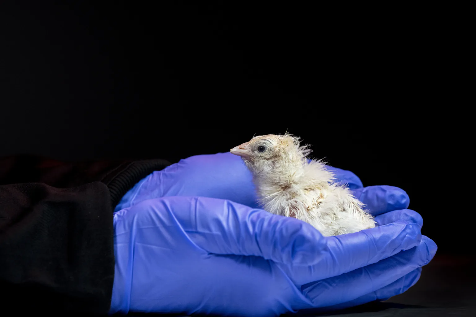 De-extinction company says it’s made an artificial egg – if true, it ...