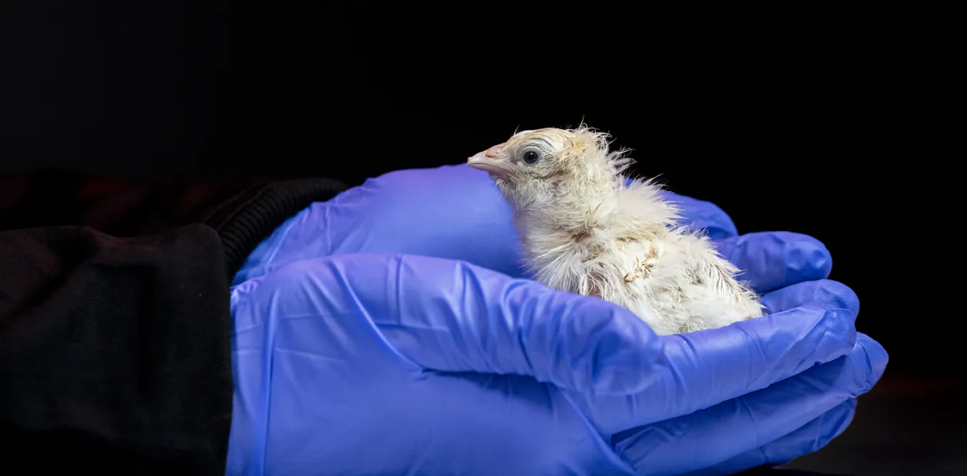 De‑extinction company says it’s made an artificial egg – if true, it could help save living species
