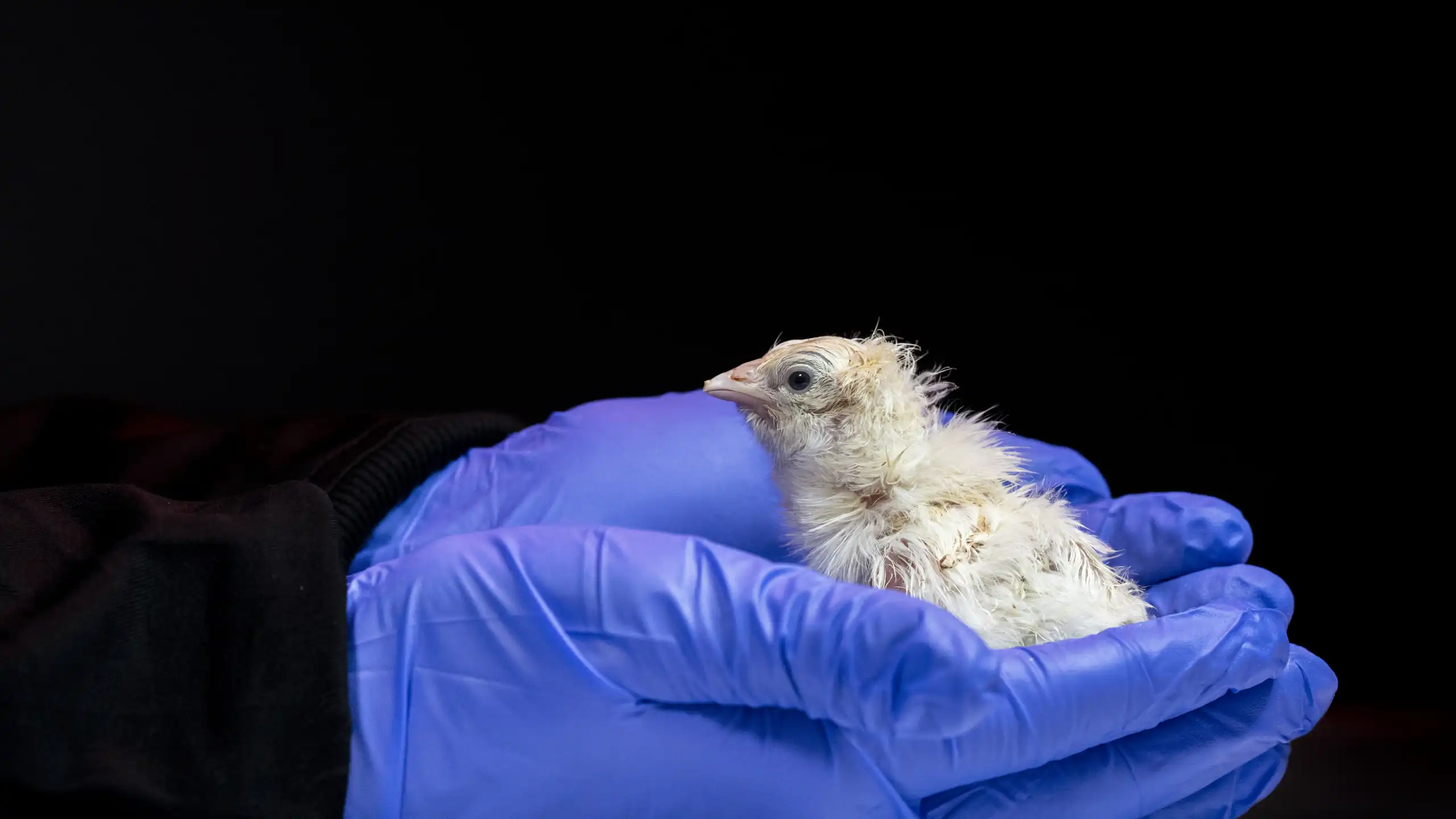 A newly hatched chicken cupped in hands wearing blue gloves